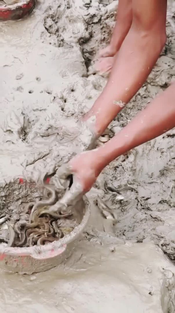 এভাবেই মাছ ধরা হচ্ছে বরগুনার শুকনোপুকুরে।