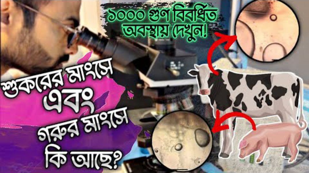 ১০০০ গুন বড় করে শুকরের মাংস এবং গরুর মাংস।