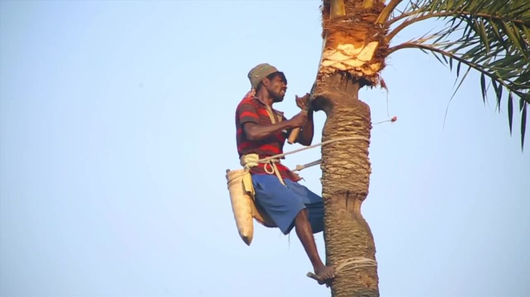 ফরিদপুর আদমপুরের ঐতিহ্যবাহী খেজুর রস
