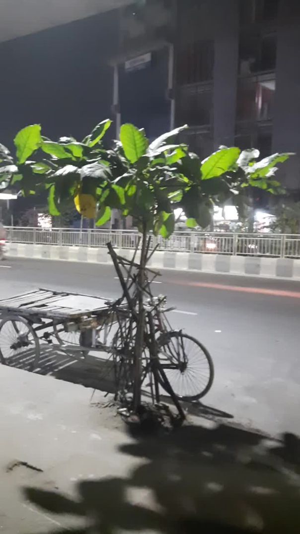 ঢাকায় রাস্তার ধারে বৃক্ষরোপন কর্মসূচি