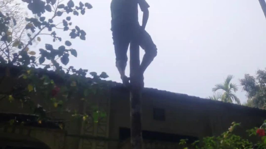 সুপারির গাছে উঠে রাতারাতি ভাইরাল শাওন ভাই । সুপারি গাছে উঠার জন্য ডাক পড়ে । কে এই শাওন।