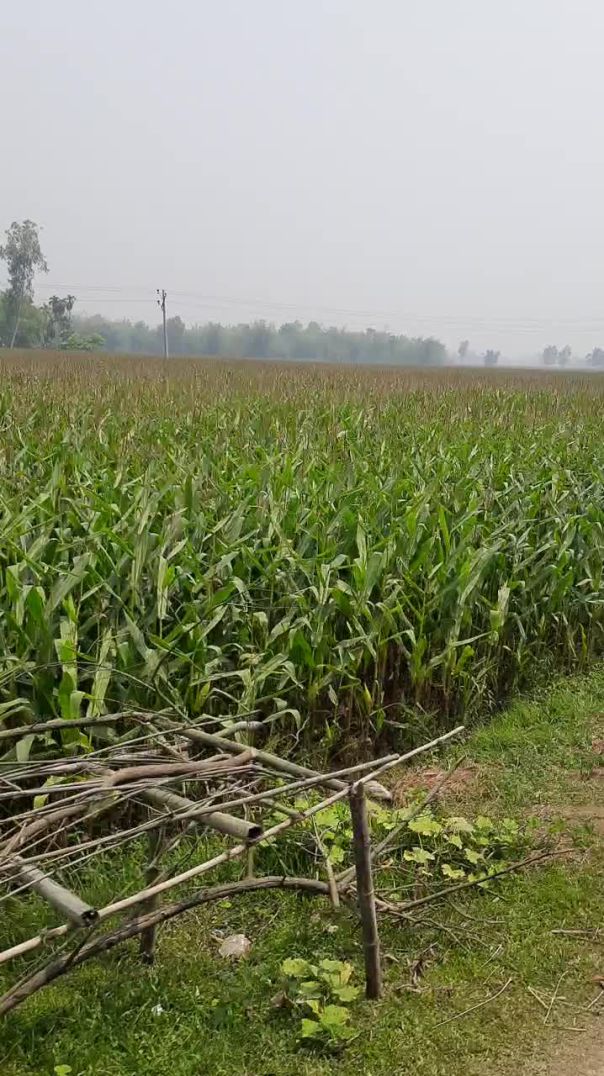 লালমনিরহাটে ভুট্টার বাম্পার ফলন