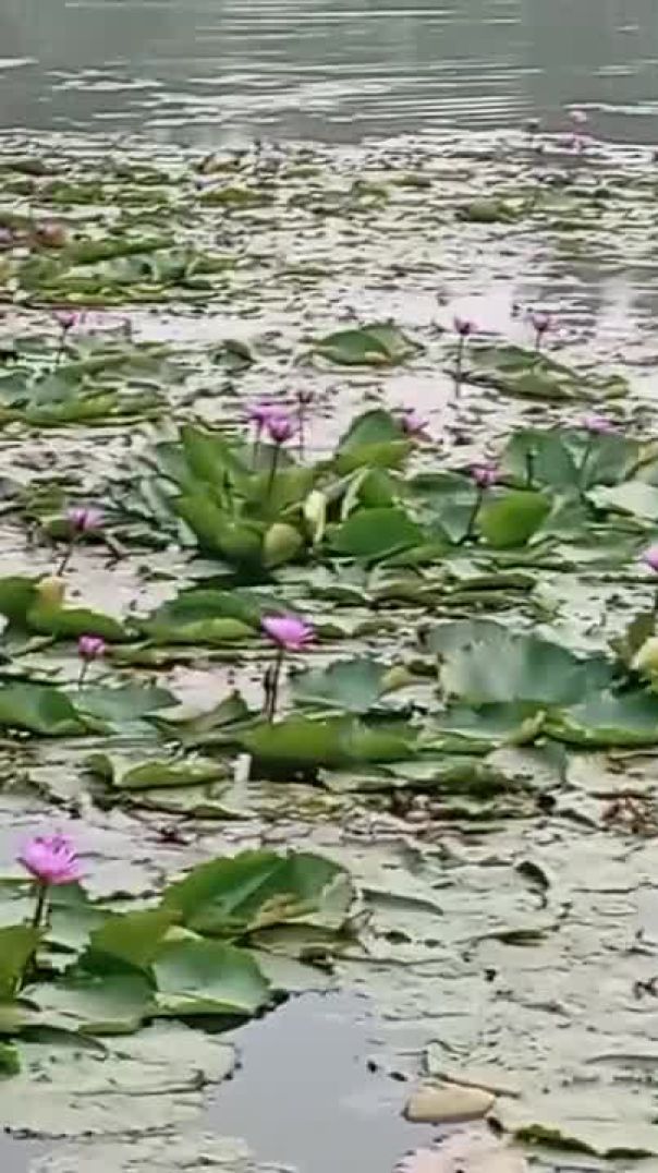নীলফামারী সদর উপজেলার গোড়গ্রাম ইউনিয়নে নীলসাগর বা বিন্নাদীঘি অবস্থা