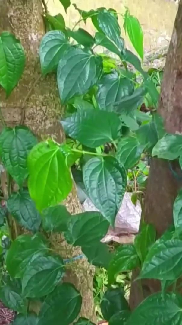 চুই ঝাল গাছের চারা ।  Chui Jhal Tree