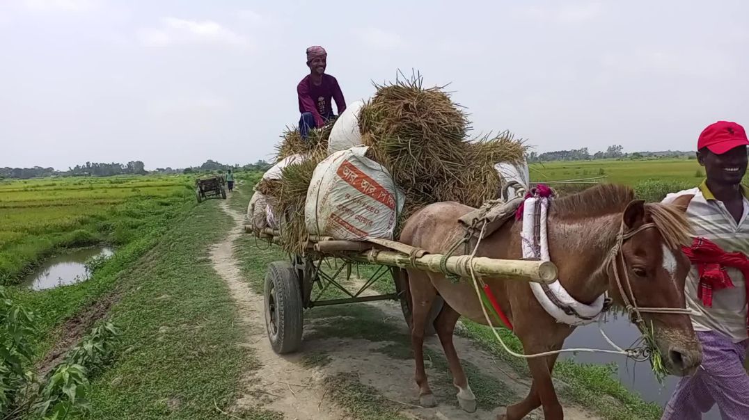 ফসল আনা নেওয়ার জন্য একমাত্র যানবাহন ঘোড়ার গাড়ী