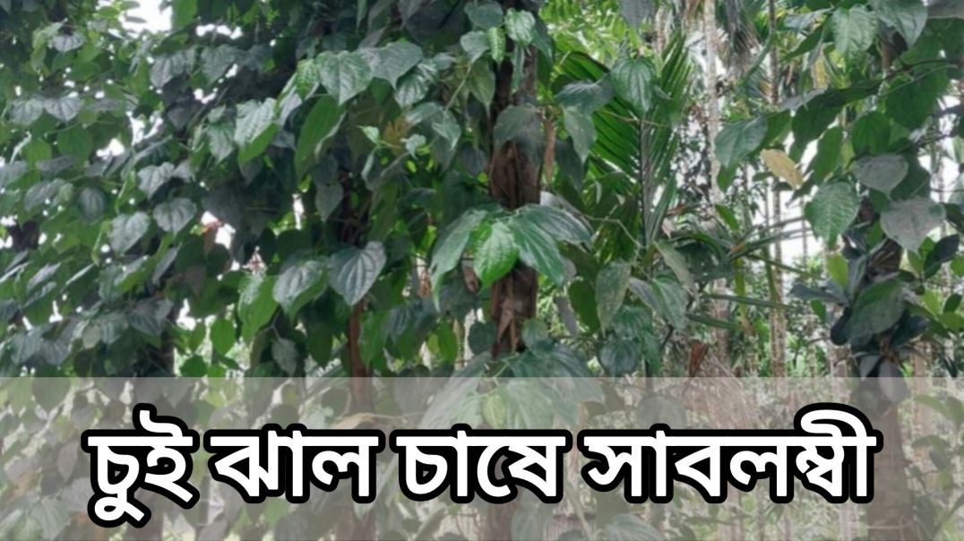 ⁣লালমনিরহাটে বাড়ছে চুই ঝাল চাষ,সাবলম্বী হচ্ছেন কৃষকরা