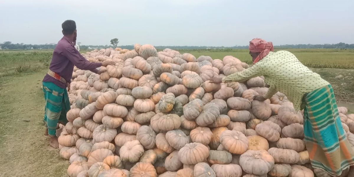 লাভের আশায় হাওরাঞ্চলে মিষ্টি কুমড়া চাষ করে লোকসানের মুখে কৃষকরা..