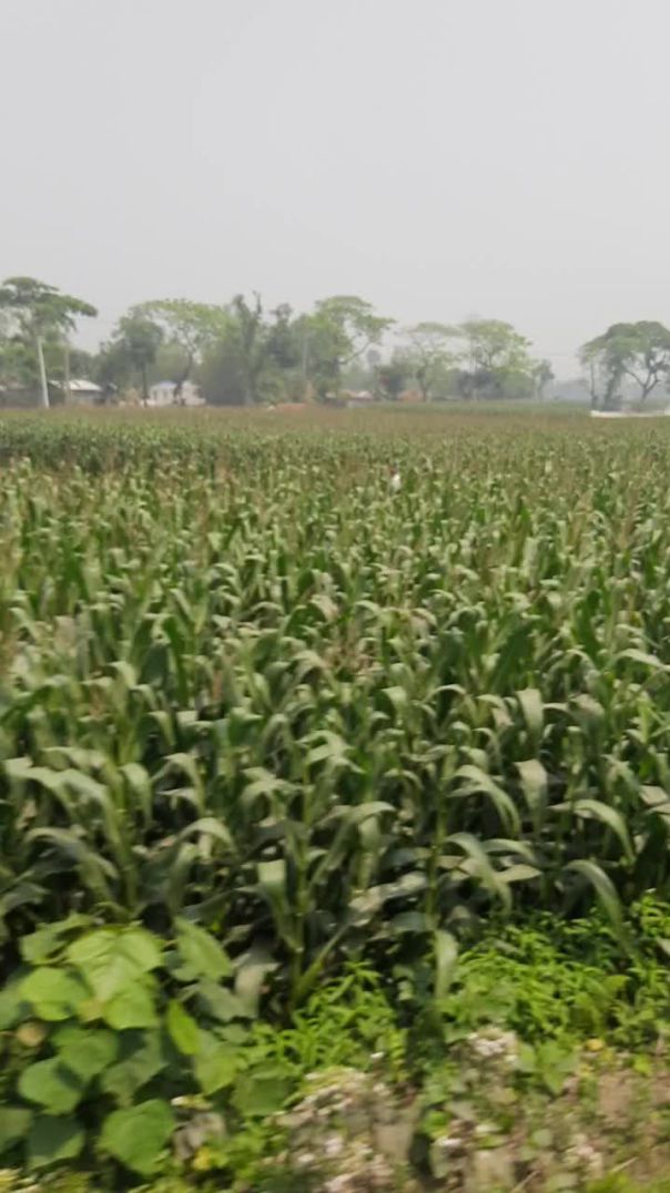 লালমনিরহাটের ভুট্টার ফলন সন্তোজনক
