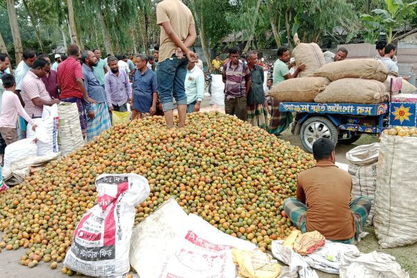 নীলফামারীতে সুপারি বাম্পার ফলন দামও বেশি