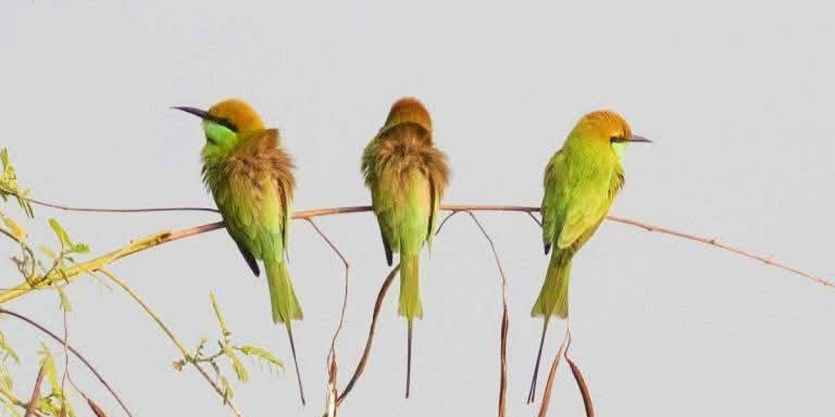 সবুজ বাঁশপাতি পাখির অভয়ারণ্যে এখন চেংপুকুর 