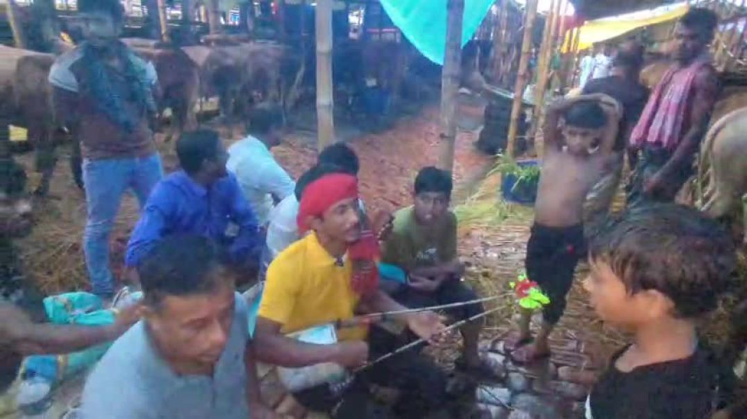 ⁣অতিবৃষ্টিতে গাবতলী গরুর হাটে ক্রেতা সংখ্যা কম থাকায় গান গেয়ে অলস সময় পার করছে গরু ব্যাপারী আরিফ