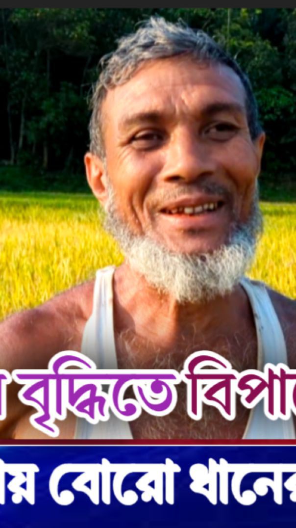 এবারে রাঙ্গুনিয়ায় বোরো ধানের বাম্পার ফলন, শ্রমিকের দাম বৃদ্ধিতে বিপাকের কৃষক