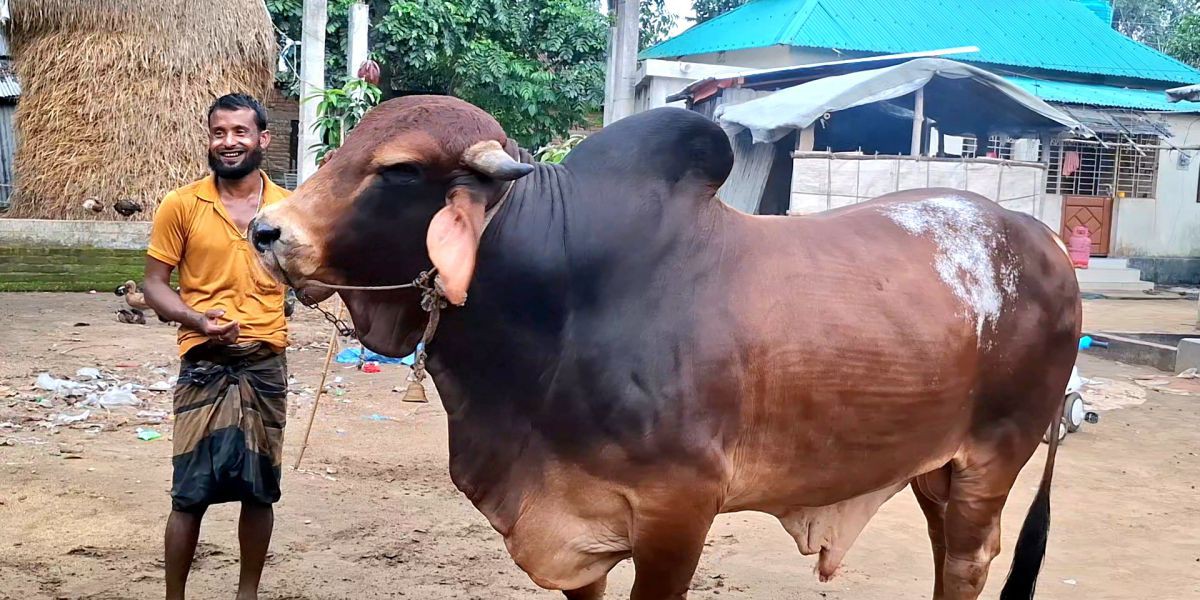 দুর্গাপুরে কোরবানির হাট কাঁপাতে প্রস্তুত ৩৪ মন ওজনের শান্তলাল..