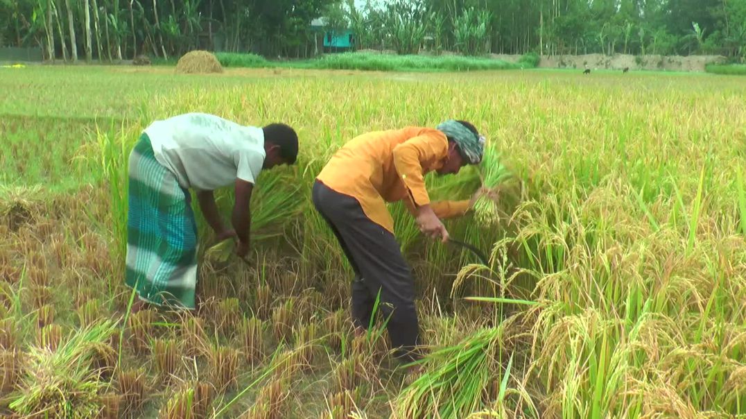 বগুড়ায় বোরো ধানের বাম্পার ফলন; হাসি ফুটেছে চাষির মুখে