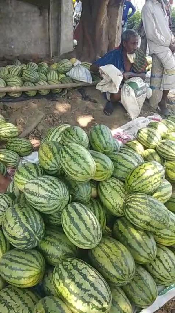 সিন্ডিকেটের হাতেই জিম্মি তরমুজের বাজার