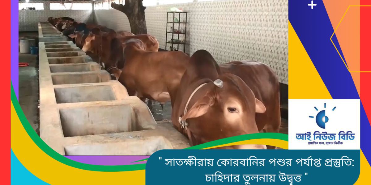 সাতক্ষীরায় কোরবানির পশুর পর্যাপ্ত প্রস্তুতি: চাহিদার তুলনায় উদ্বৃত্ত..