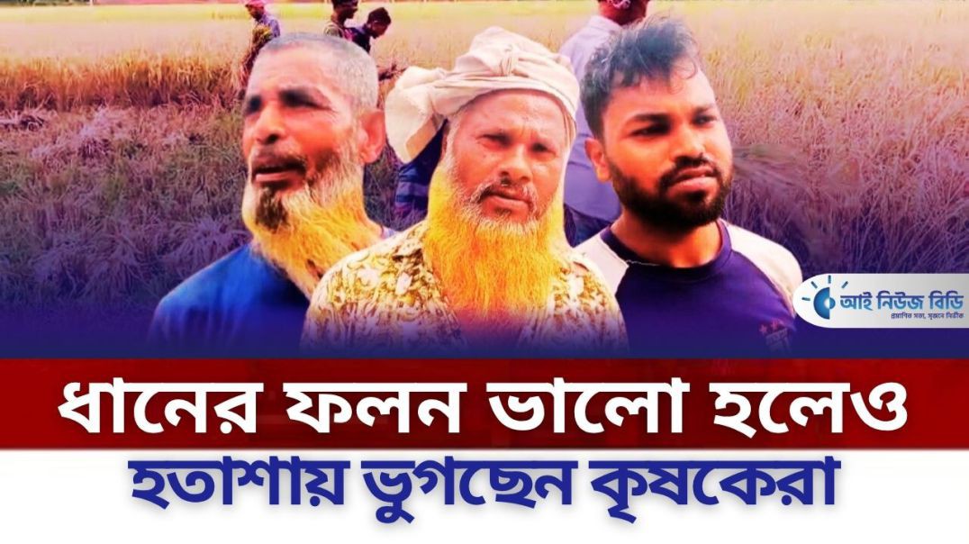 ধানের ফলন ভালো হলেও হতাশায় কৃষকেরা