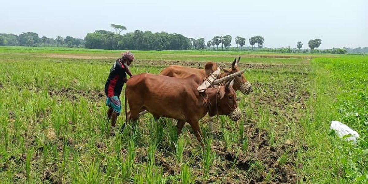 আধুনিক প্রযুক্তির ভিড়ে হারিয়ে গেছে ঐতিহ্যবাহী গরু-মহিষের হাল চাষ।..