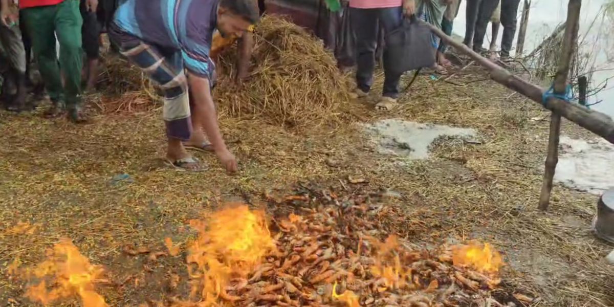 কালিগঞ্জে পুশকৃত ৫০ কেজি চিংড়ি ধ্বংস, গৃহবধূকে ২০ হাজার টাকা জরিমানা..