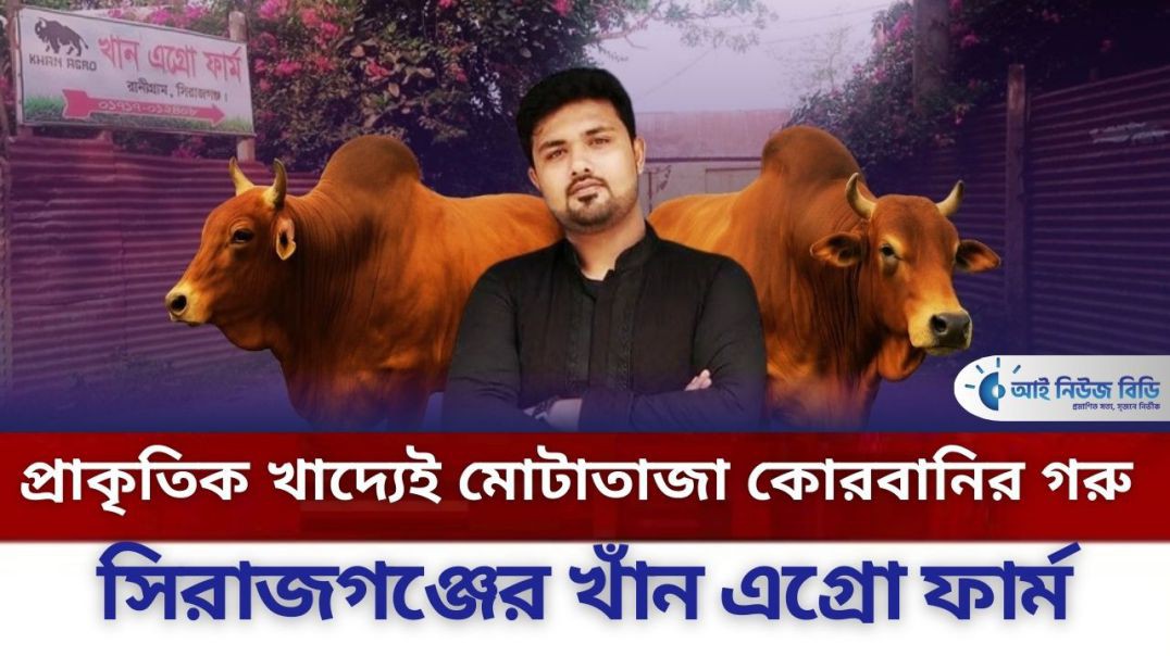 প্রাকৃতিক খাদ্যেই মোটাতাজা কোরবানির গরু, বাজারজাত করছে সিরাজগঞ্জের খাঁন এগ্রো ফার্ম