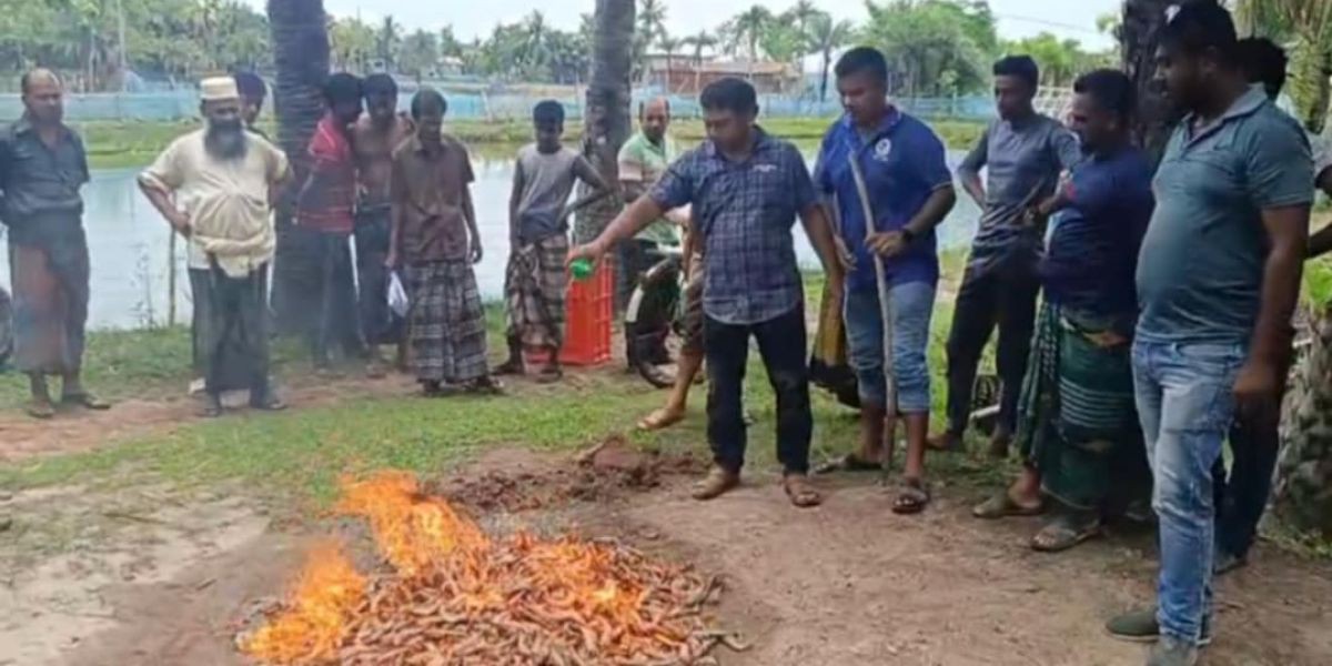কালিগঞ্জে অপদ্রব্য পুশকৃত চিংড়ি ধ্বংস, দুই ব্যবসায়ীকে জরিমানা..