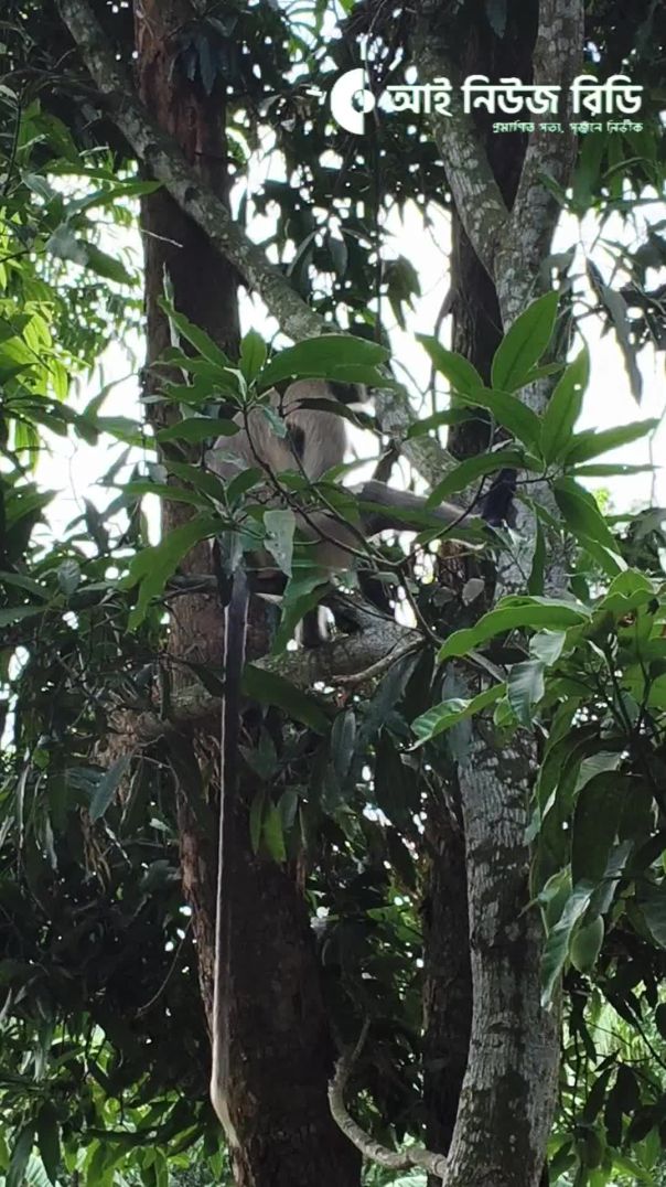 বড়াইগ্রামের লোকালয়ে ঘুরে বেড়াচ্ছে মুখপোড়া হনুমান