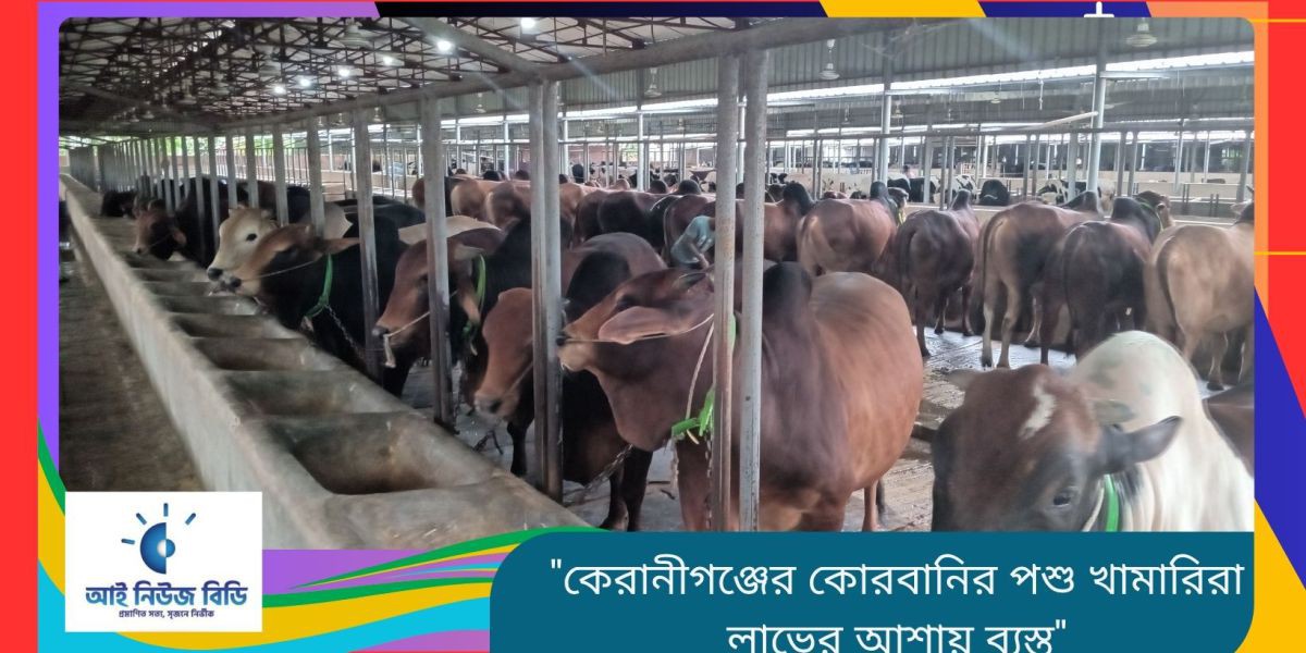 কেরানীগঞ্জের কোরবানির পশু খামারিরা লাভের আশায় ব্যস্ত