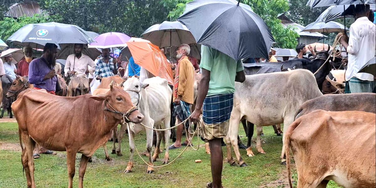 দুর্গাপুরে বৃষ্টিতে শিবগঞ্জ গরুর হাটে বিক্রেতারা এলেও প্রত্যাশা অনুযায়ী ক্রেতা নেই।..