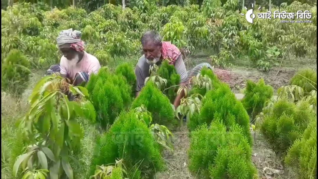 ⁣কুয়াদায় ৪’শ নার্সারী চাষির ৮’শ বিঘা জমিতে চারার চাষ: বছরে চারা বিক্রি হয় চব্বিশ কোটি টাকা