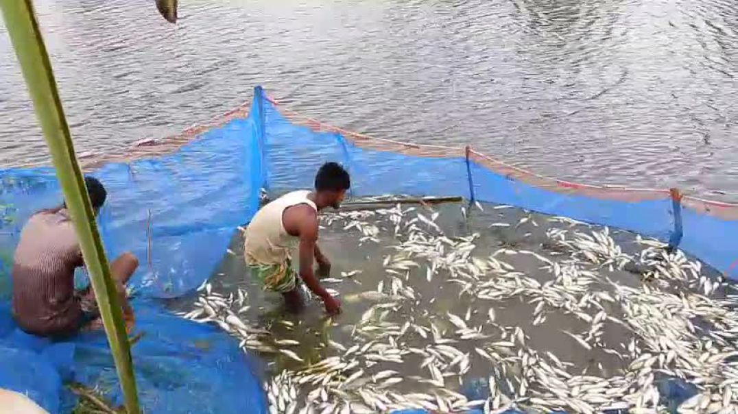 ⁣গাইবান্ধা সাদুল্লাপুরে খামারের বিষ প্রয়োগে ক্ষতি ১৫ লক্ষ টাকা নিঃস্ব তিন পরিবার।