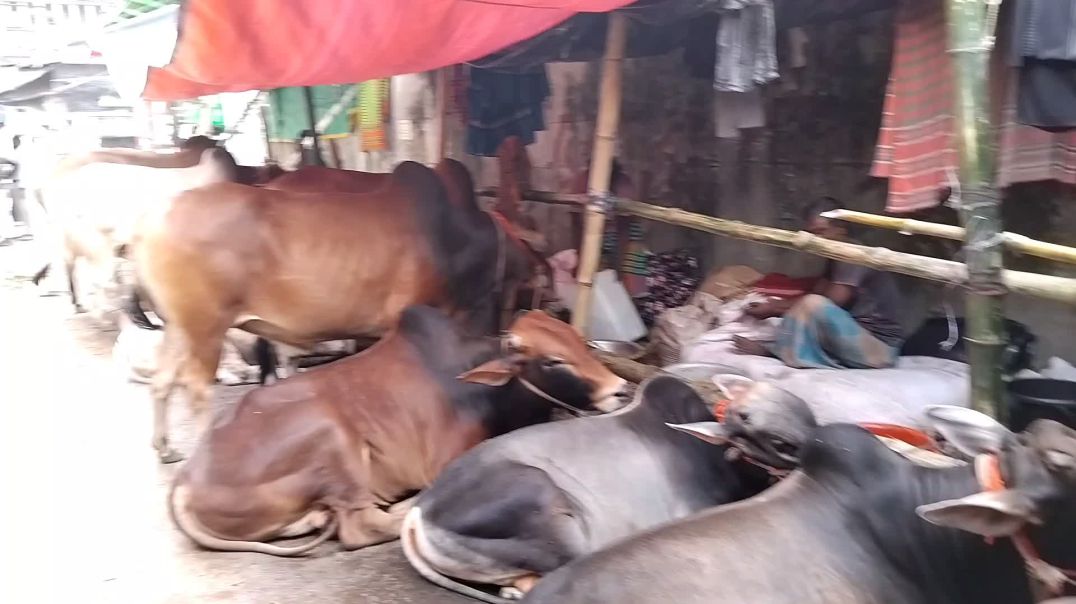 রাজাবাবু এখন ঢাকায়!
