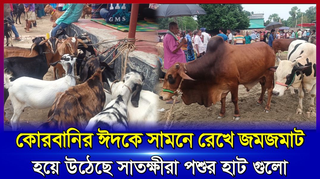 কোরবানির ঈদকে সামনে রেখে জমজমাট হয়ে উঠেছে সাতক্ষীরা দেবহাটা পারুলিয়া পশুর হাট #satkhira