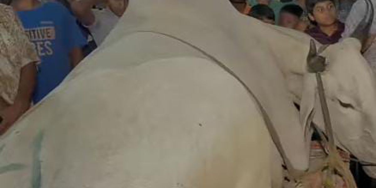 গাবতলী হাটে সাত লাখ টাকার গরুর আকস্মিক মৃত্যু
