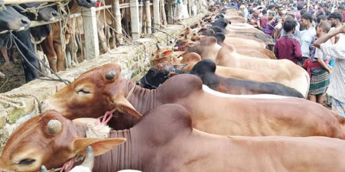 জমজমাট গরুর হাট, ক্রেতা শূন্যতায় হতাশার চিহ্ন বিক্রেতাদের মাঝে..