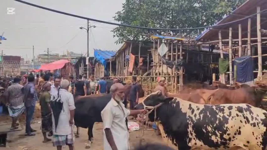⁣গাবতলী গরুর হাটে বাড়ছে ক্রেতা বিক্রেতার সংখ্যা
