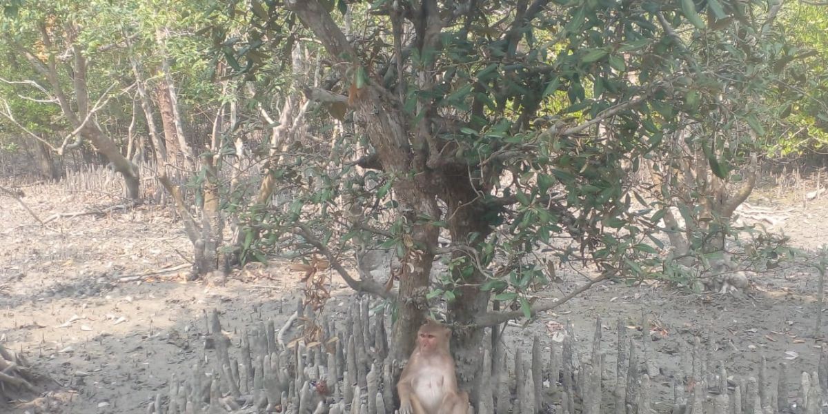 বন বিভাগ সাক্ষীরা রেঞ্জ শ্যামনগর বহুমুখি উন্নয়নের অবদান..