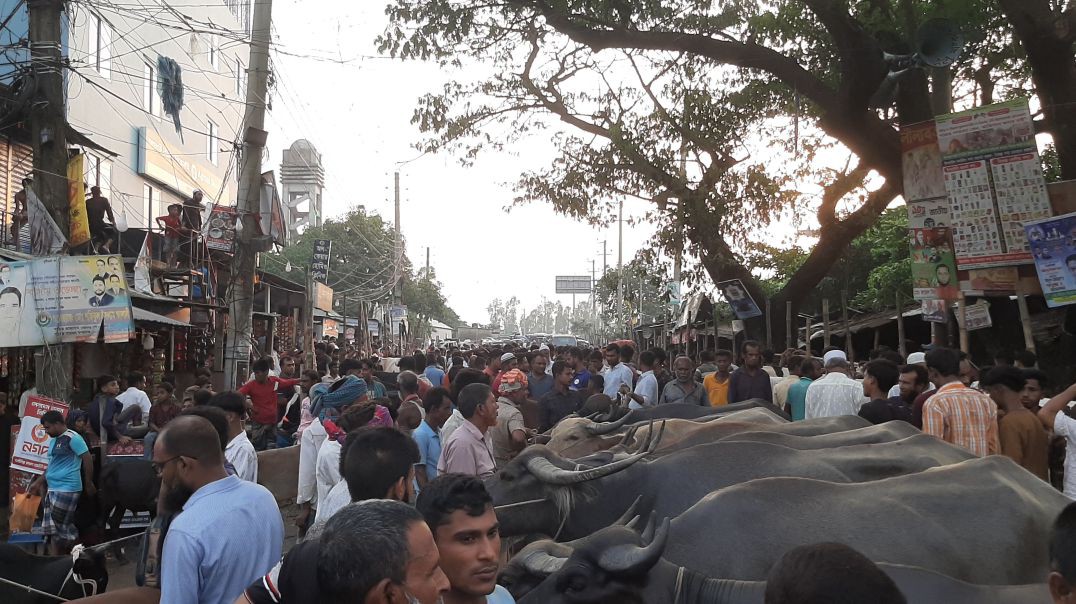 ⁣কুরবানির পশুর শেষ হাট জমজমাট ছিলো বাজিতপুর বাজার।