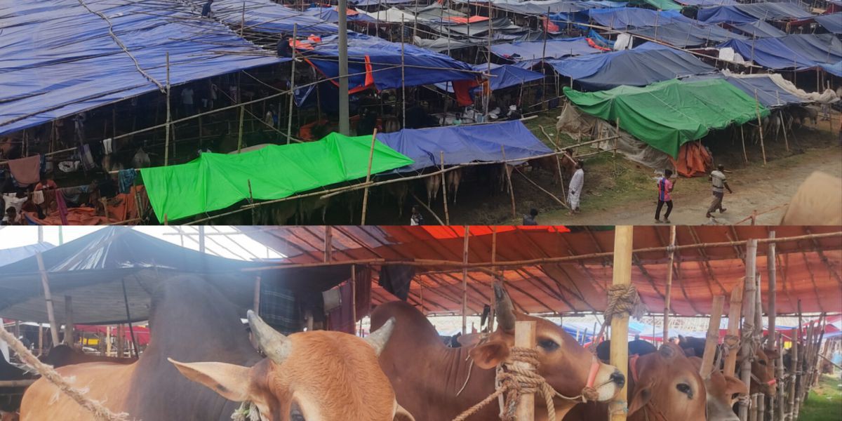 ইজারা জটিলতা কাটিয়ে দিয়াবাড়ি গরু হাটে বেচাকেনা শুরু