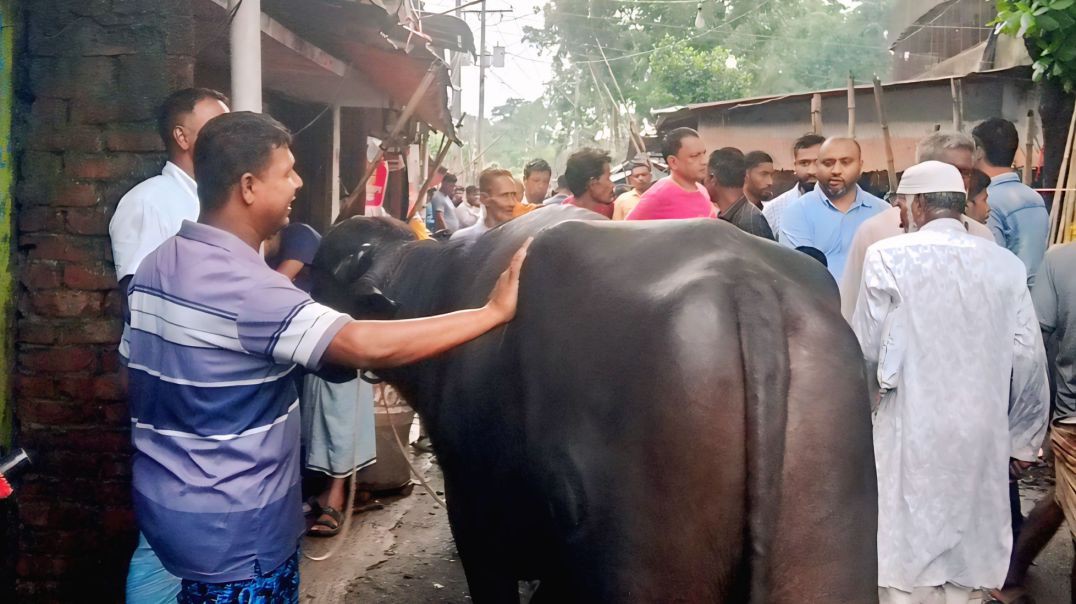 কচুয়াই ইউনিয়নের ঐতিহ্যবাহী অলির হাটে কোরবানির গরু