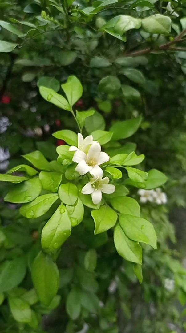 "ফেনীর রাস্তার মাঝে ফুটে থাকা ফুলগুলো যেন এক শান্তির বার্তা দেয়…