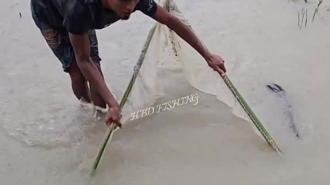⁣সকাল বেলা খুনি জাল দিয়ে বৃষ্টির ভিতর মাছ ধরার ভিডিও
