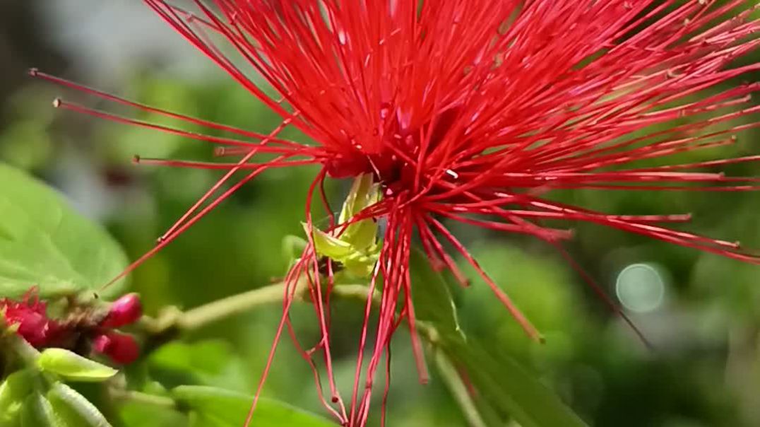 ফুল প্রকৃতিতে সুন্দর