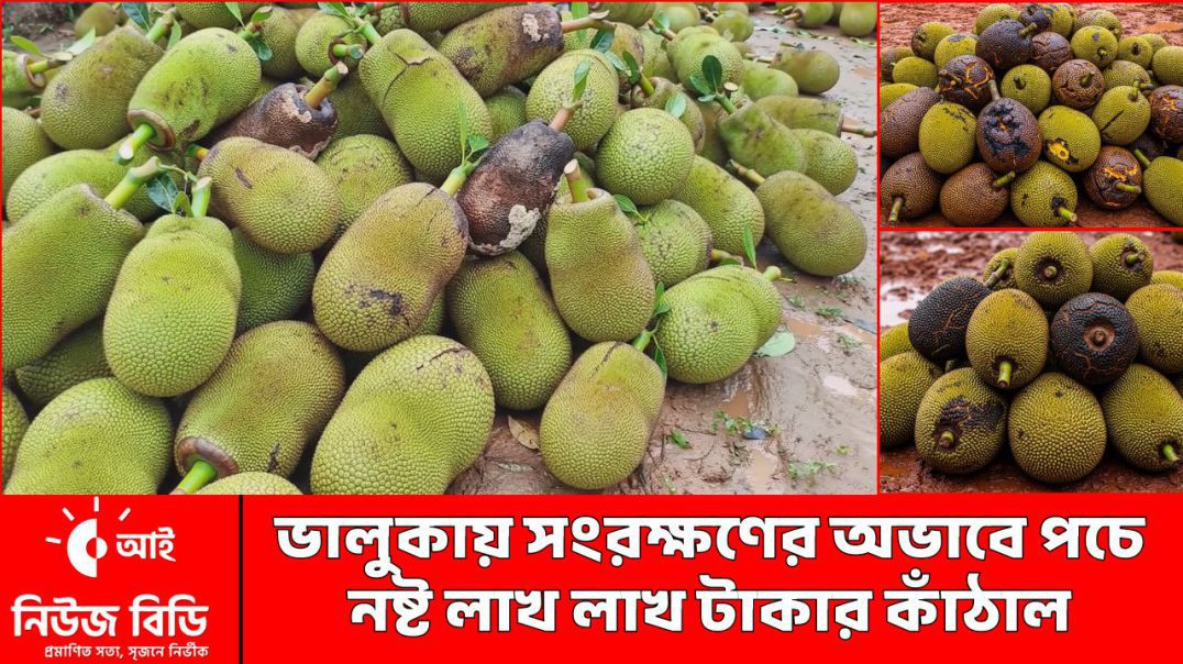 ভালুকায় সংরক্ষণের অভাবে পচে নষ্ট লাখ লাখ টাকার কাঁঠাল | Food Wastage | Sustainable Farming | News