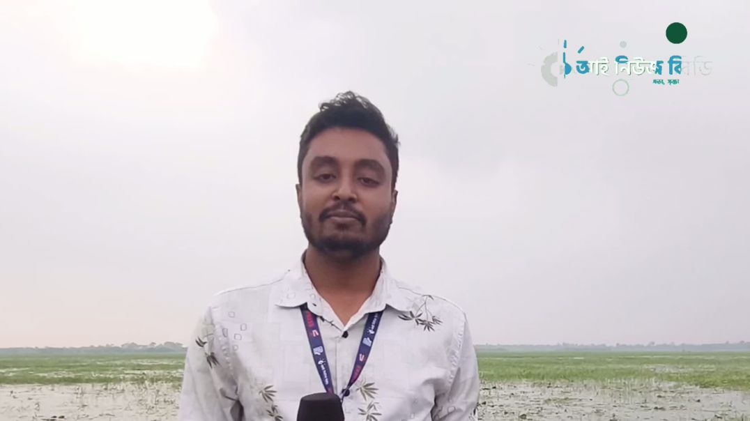নাটোরের বড়াইগ্রামের ঐতিহ্যবাহী বিল চিনিডাঙ্গা পদ্মবিলের বর্তমান অবস্থা