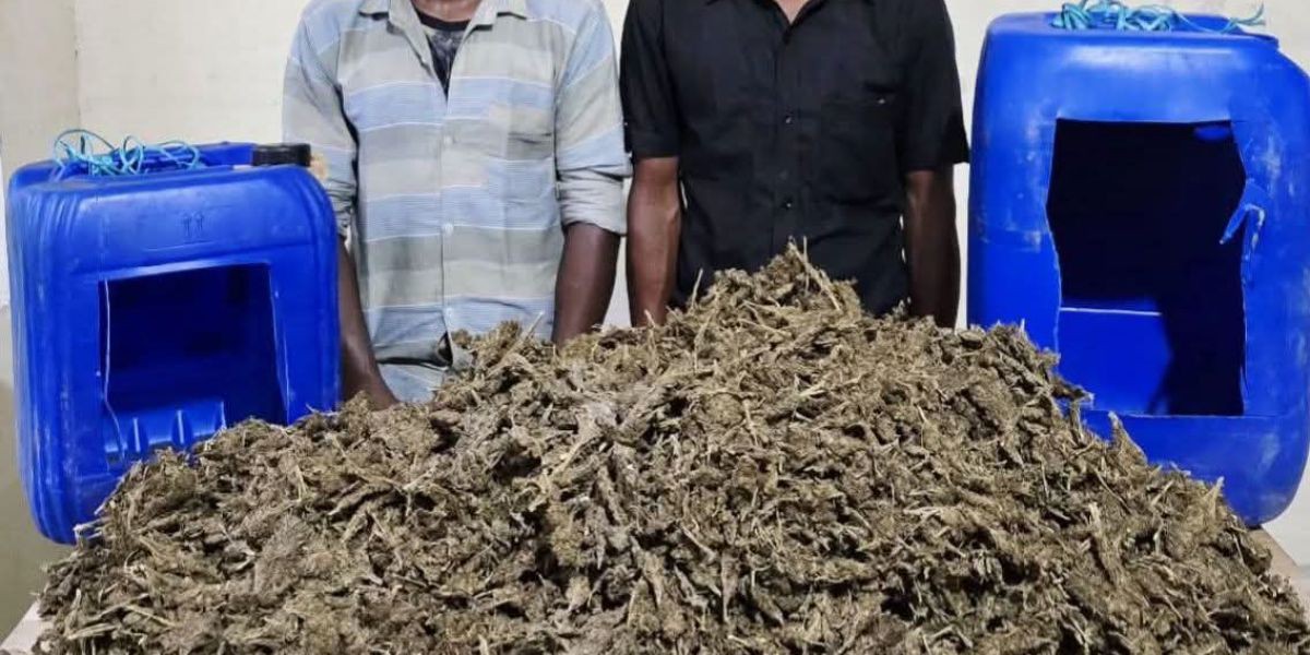 হোমনায় ১১ কেজি গাঁজাসহ দুই মাদক কারবারি আটক