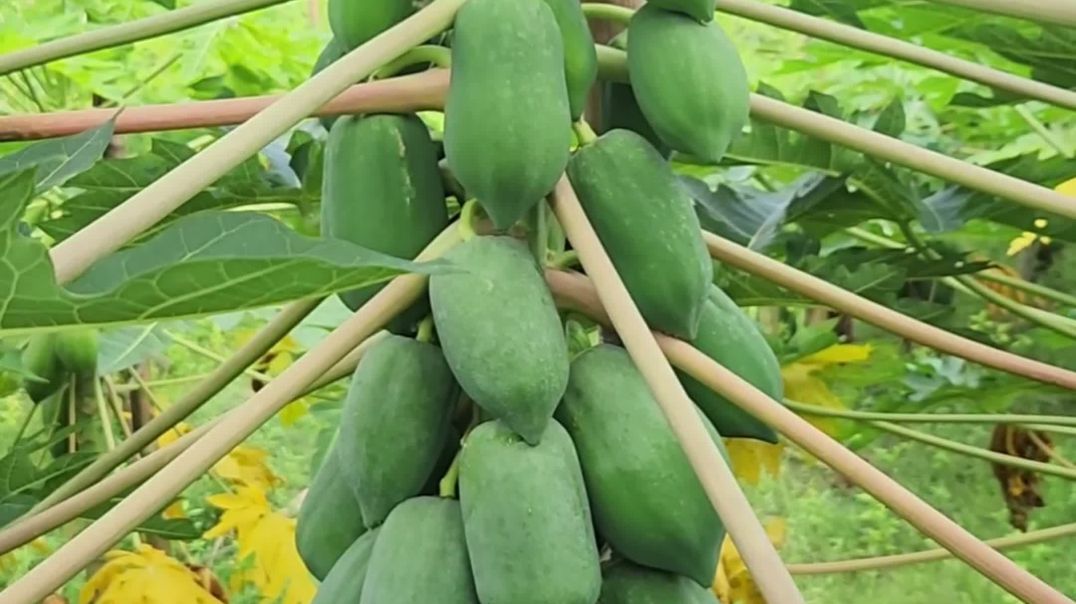 গাছ ভর্তি ফল পেঁপে গাছে