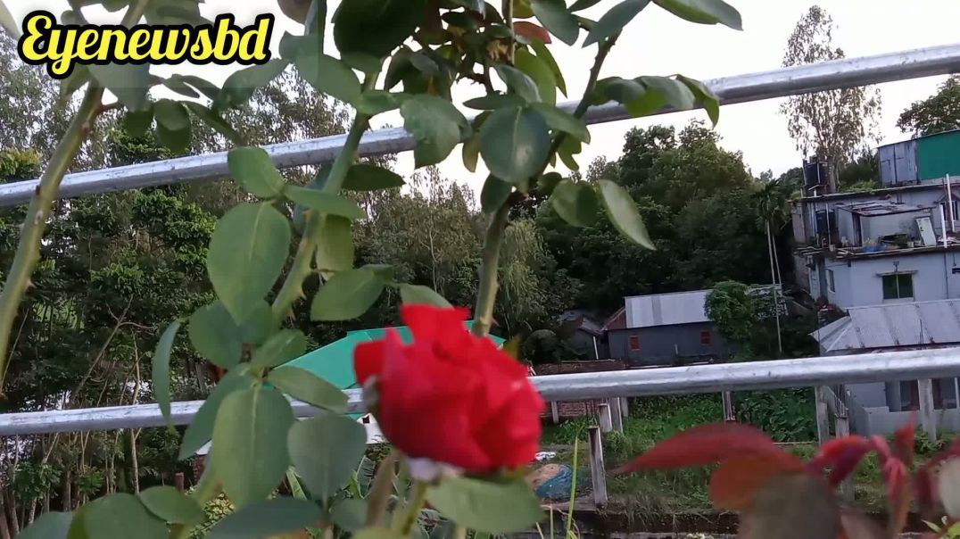 বিল্ডিংয়ের ছাদের উপর বাগান