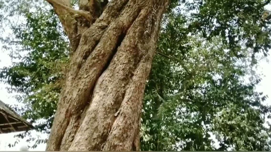 ১০০ বছরের তেতুল গাছ নিয়ে যত রহস্য।।  জমিদারের জমিদারি প্রথা বিলিন, টিকে আছে তেতুলতলা।।