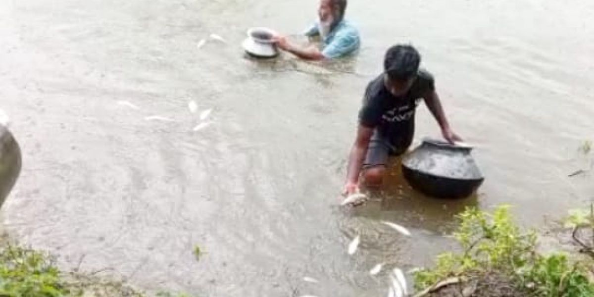 পাঁচবিবিতে শত্রুতায় ঘরে আগুন ও বিষ দিয়ে মাছ নিধন 