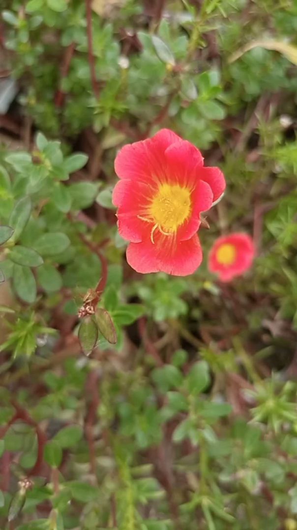 ‎#flower #nature #bloom #garden #beautifulflowers #naturelovers #flowerlovers #petals #naturalbeauty #inbloom #flowerphotography #flowermagic #[15